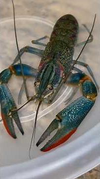 My Giant Blue Lobster Lost His Claw! 🤕🦞