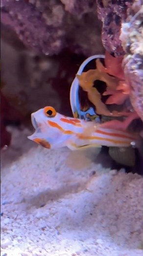 yasha goby + randall’s pistol shrimp!! coolest symbiotic relationship! #reeflife #reeftank #aquarium