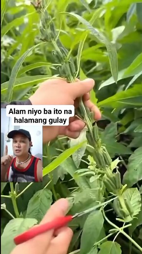 33K views · 141 reactions | Alam niyo ba ito na halamang gulay | Roy Villanueva | Facebook