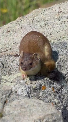 Tiny but Fearless: The Weasel’s Wild Moves