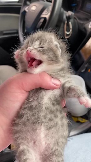 camryn lauffer on TikTok