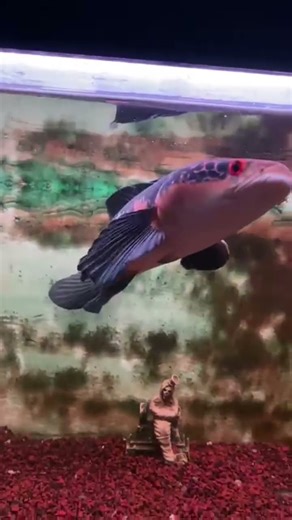 Channa Red Barito #channa #channamaru #channakeepers