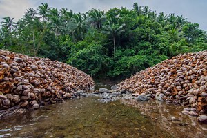 Coconut farmers in Southeast Asia struggle as palm oil muscles in on them