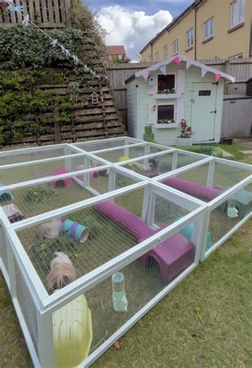 Create the Perfect Guinea Pig Paradise at Home