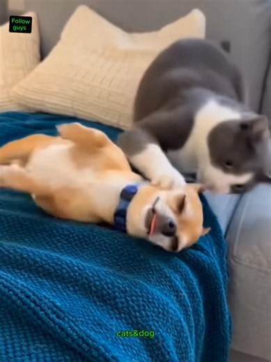 Top 10 Funny Dog Moments — Daily Cat & Dog Clips