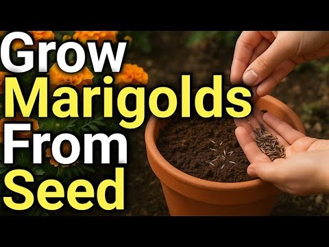 How to Grow Marigolds | A Complete Step by Step Guide