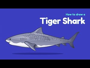 How to draw a sea animal - Tiger Shark? Easy and simple drawing | Animal character design tutorial
