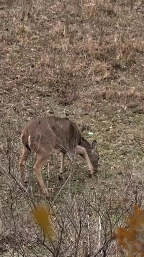 Deer Hunt Success | Perfect Shot on a Whitetail#deer#deerhunting#deerhunt #whitetaildeer#bowhunting