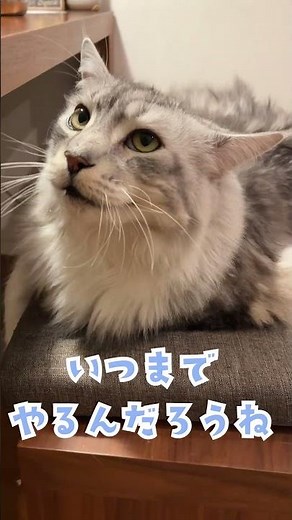 少年に構ってほしい大型猫の可愛い鳴き声。タイピングばっかりしてる#short
