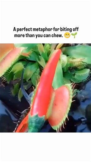 The Cinex Community on Instagram: "This is what happens when confidence meets the wrong opponent. 🌶️🌿 In this time-lapse clip, a Venus flytrap snaps shut on a chili pepper — a bold move that quickly turns into a losing battle. The trap closes as designed, sealing tight around the pepper, but unlike insects, the chili offers no usable nutrients. Instead of fueling digestion, it overwhelms the plant’s system. Over the next 72 hours, the consequences unfold. The trap slowly darkens, turns black, 