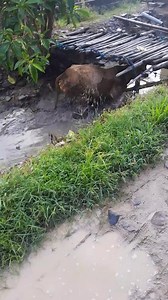 1.4M views · 5.5K reactions | cari kesegaran di bulan ramadhan #fypシ゚ #sapi #sapiviral #jangkauan #sapijumbo #sapisuper #semuaorang #monetisasi #reelsfbシ #reelsfypシ | Blantik milenial | Facebook