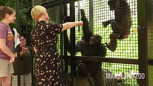 NEW! Join us for an exclusive, one-of-a-kind training and educational experience with the Zoo's chimpanzee troop. Encounter tickets now on sale: http://bit.ly/2kcpONE 🐵 | The Maryland Zoo in Baltimore