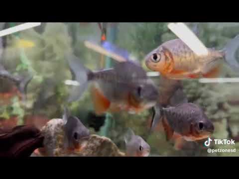🔴 Red Belly Pacu (Piaractus brachypomus) 🔴