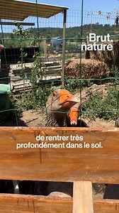 Vous craignez que les plantes de votre jardin souffrent à cause de la chaleur de l’été ? Goran le permaculteur donne 6 astuces pour les préserver au mieux. ☀️ 🌱 | Brut