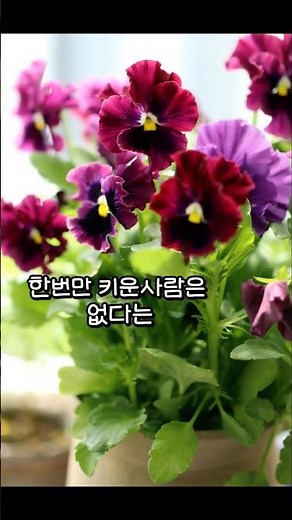사랑스러운겨울꽃 꼭 키워 보세요~^^**