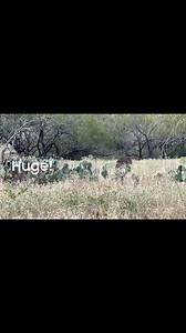 Giant South Texas Whitetail Hunts Available | Wilson Whitetail & Wingshooting Ranch - WWR