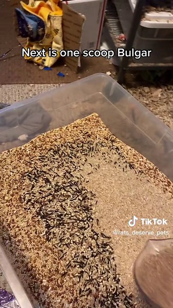 Shunamite Rat Diet: A Guide for Pet Owners