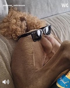 Internet's Funniest Dog Compilation 🐕🐶🐕‍🦺 | Watercooler