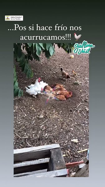 Engaging Chickens Foraging in a Farm Environment