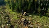 Logging machine cutting down trees, cutting branches and laying...