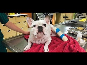 Virtual Pet First Aid Workshop