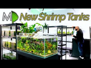 Building 4x Ecosystem Tanks for 4 Different Shrimp (MD Fish Tanks Studio Build)