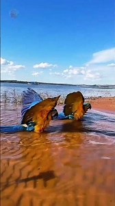 Cockatoo Sound in the Wild 🦜 #cockatoo #animals #animalssounds #nature