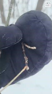 Ep 1 Start Looking - Winter Tree ID Series