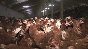 The Politics Show East - Battery Farming