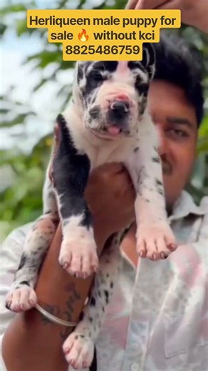 🔥🔥Top notch Quality great dane puppy for sale #puppy #petshub #dogs #dogshorts