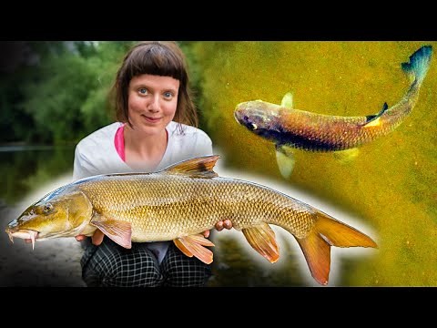 River Fishing - BIG FISH on the SURFACE!