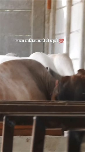 Guru Darshan Farm on Instagram: "🌿 Start your day with purity — our A2 milk comes straight from healthy, desi cows! 🐄 💛 No compromise on quality. From milk to masted oil & ghee — we bring you the best of nature. #DesiCow #A2Milk #GauSeva #OrganicLiving #FarmFresh #haryanaFarms #GuruDarshanFarm #DesiGhee #CowLovers #NaturalFarming"