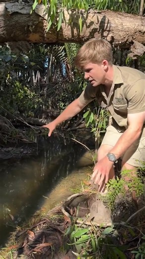 39K views · 1.2K reactions | Discovering a Wild Croc Nest Adventure Stumbled upon a wild croc nest—an incredible glimpse into the raw beauty of nature! | The Older Millennial | Facebook
