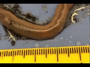 Earthworm Lab