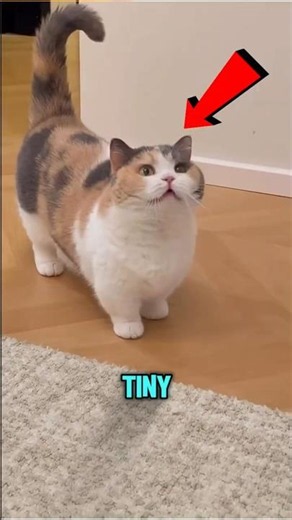 Top 5 Cat Breeds That Stay Small Forever 🐱