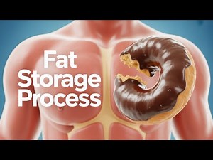 Glyceroneogenesis & Lipin-1: Molecular Regulation of Adipose Tissue Metabolism