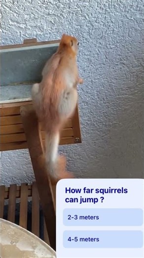 Slow Motion Jumping Squirrel