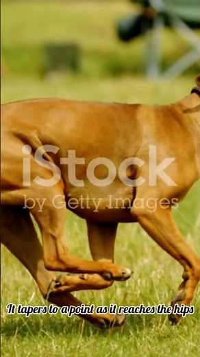 The Incredible History of Rhodesian Ridgebacks Hunting Lions