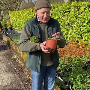 12K views · 1.4K reactions | RED MOSSY SAXIFRAGE is plant of the day ...a tough carpet plant that loves spreading on banks and spilling over walls and kerbs WEBSHOP LINK IN BIO ALL IRELAND DELIVERY https://pergolanurseries.ecwid.com/ Pergola Nurseries Garden Corner Virginia,Co Cavan A gardeners oasis of quality plants Open Mon-Sat 9-6 Sun2-6 #carpetplants #groundcoverplants #saxifragepeterpan | Pergola Nurseries Garden Corner | Facebook