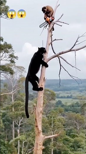 black bear vs brown puma 😱😱‼️#funny #funnyvideo #funnyanimals#funnycomedy