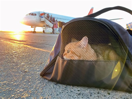 American Airlines is relaxing its pet policy and making it cheaper to fly with furry friends