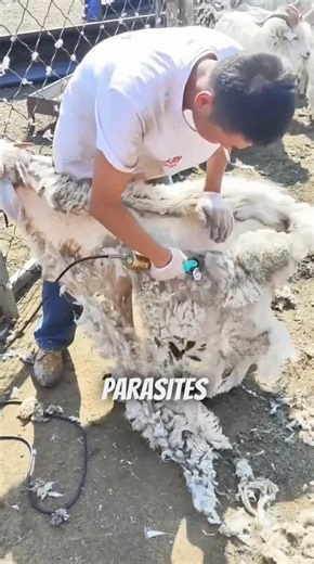 Why Sheep Need Shearing 😳✂️🐑