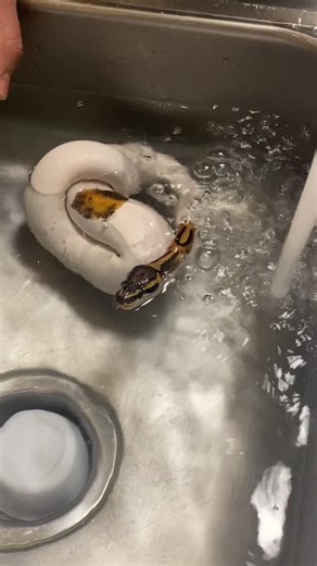 Remble 🐍🤍 #showertime #remble #ballpythons #snakes #reptile #piedsnake #chillin #exoticpets #fyp #parati #water #shedding #3k #notyouraverage