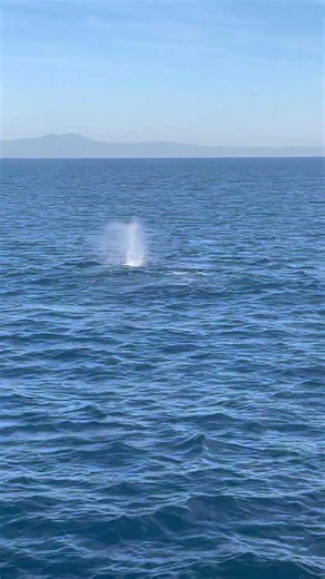 Yesterday’s Migrating Grey Whales 1/17/26