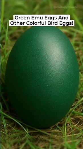 Why Are Emu Eggs GREEN? Plus Other Colorful Bird Eggs!