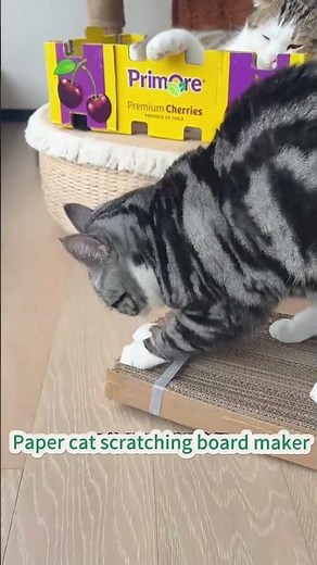 Paper cat scratching board maker #bestpetsupplies #petpet #catlover