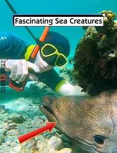 9.8K views · 174 reactions | Fascinating Sea Creatures | Jonny Cruz | Facebook