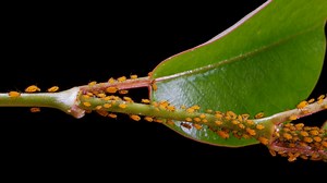 Lice, Louse Population, Birth