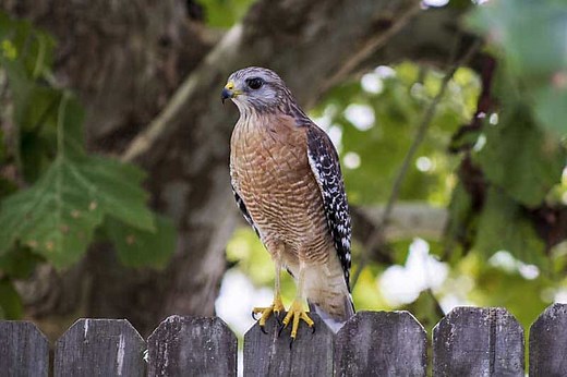 6 Species of Hawks in South Carolina (Pictures) - Wildlife Informer