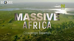 MASSIVE AFRICA - Okavango Swamps - Nat Geo WILD HD